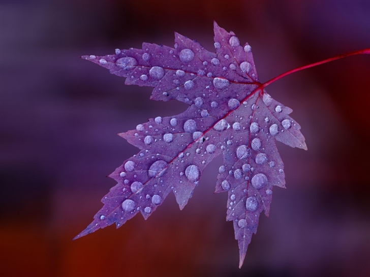 The Leaves After The Rain Mac Wallpaper