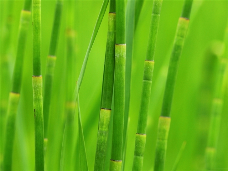 Green reed grass Mac Wallpaper