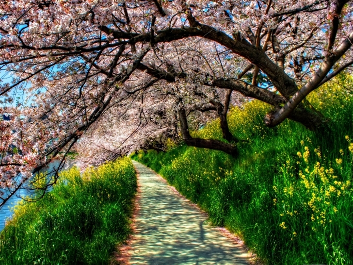Cherry blossom tunnel Mac Wallpaper