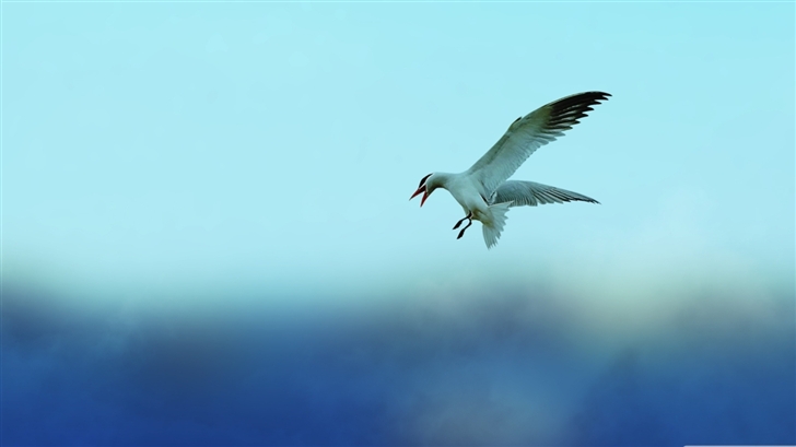 Seagull 5 Mac Wallpaper