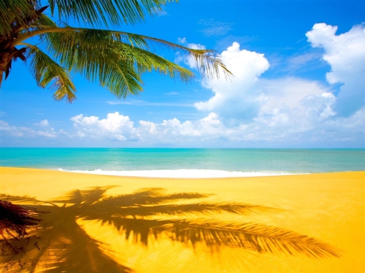 Beach Palm Trees Mac Wallpaper
