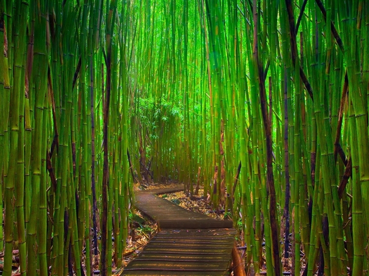 Bamboo forest Mac Wallpaper