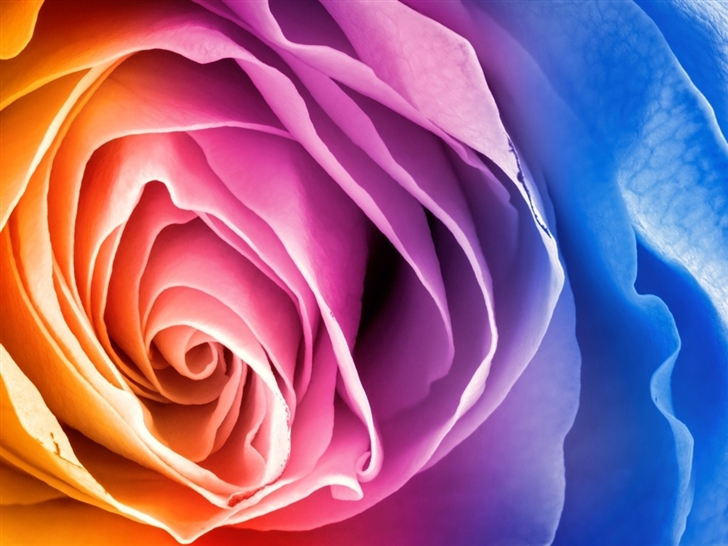 Rainbow rose Mac Wallpaper