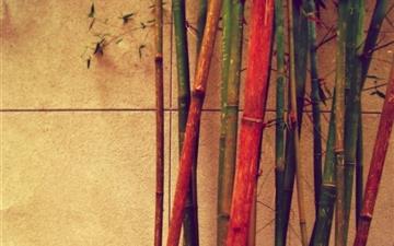 Earth bamboos All Mac wallpaper