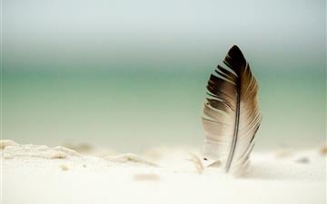Feather In The Sand All Mac wallpaper