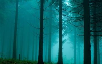 Forest In The Mist Nature All Mac wallpaper