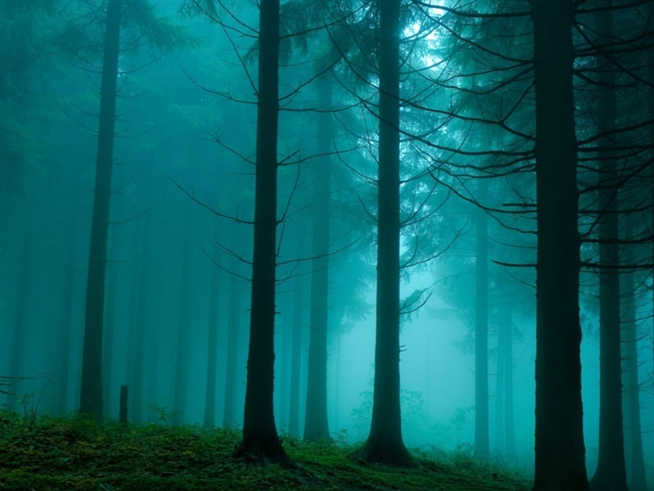 Forest In The Mist Nature Mac Wallpaper