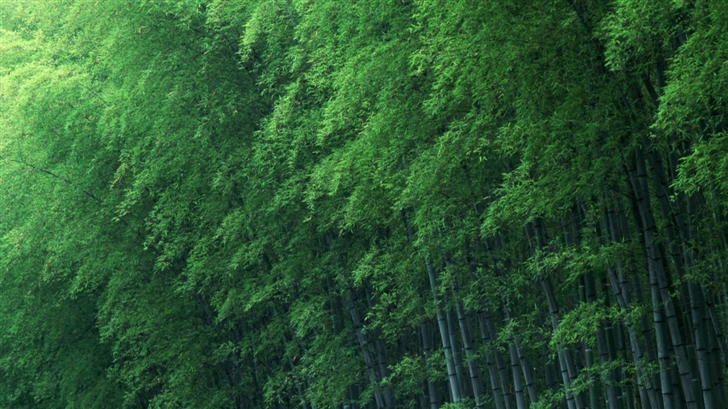 Bamboo forest Mac Wallpaper