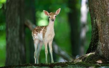 A sika deer in the forest All Mac wallpaper