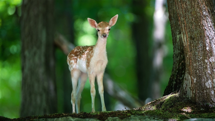  A sika deer in the forest Mac Wallpaper