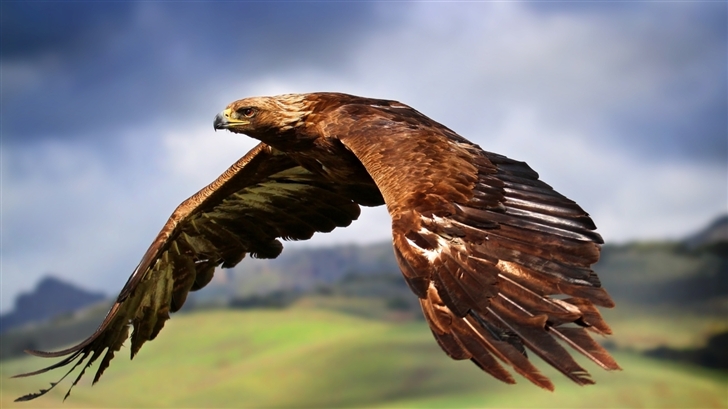 Flying eagle Mac Wallpaper