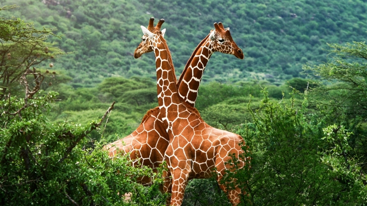 Lovely  giraffe Mac Wallpaper