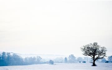 Snowfield and tree MacBook Pro wallpaper