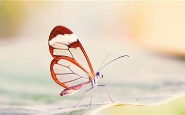 Transparent Wings Butterfly MacBook Pro wallpaper