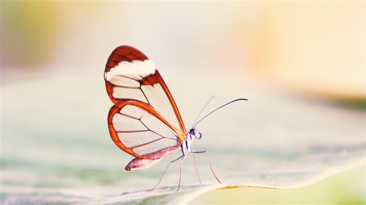 Transparent Wings Butterfly Mac Wallpaper