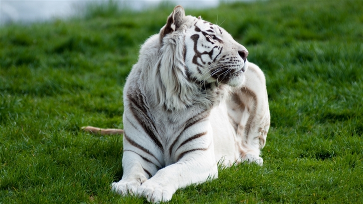  White tiger Mac Wallpaper
