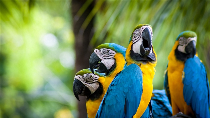 The  parrots Mac Wallpaper