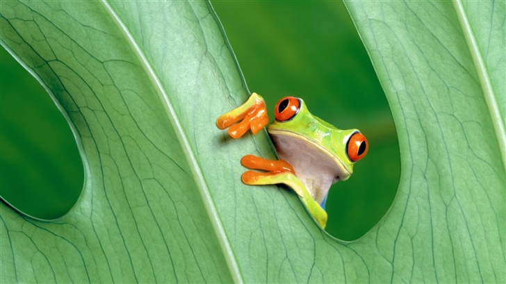 The Frog Prince Mac Wallpaper
