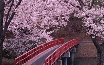 Sakura and bridge All Mac wallpaper