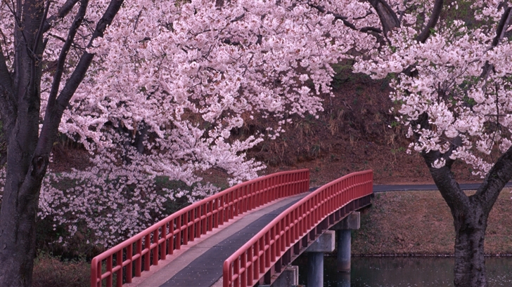  Sakura and bridge Mac Wallpaper