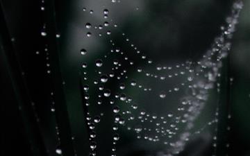 Dew On Spider web Macro All Mac wallpaper