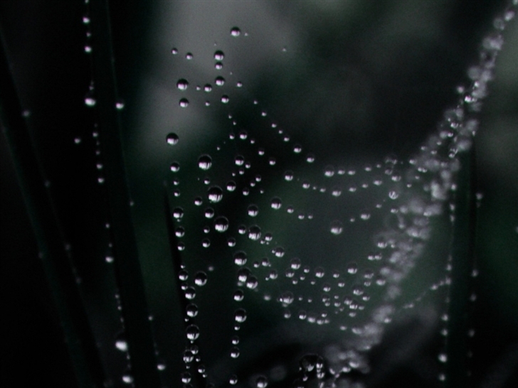 Dew On Spider web Macro Mac Wallpaper