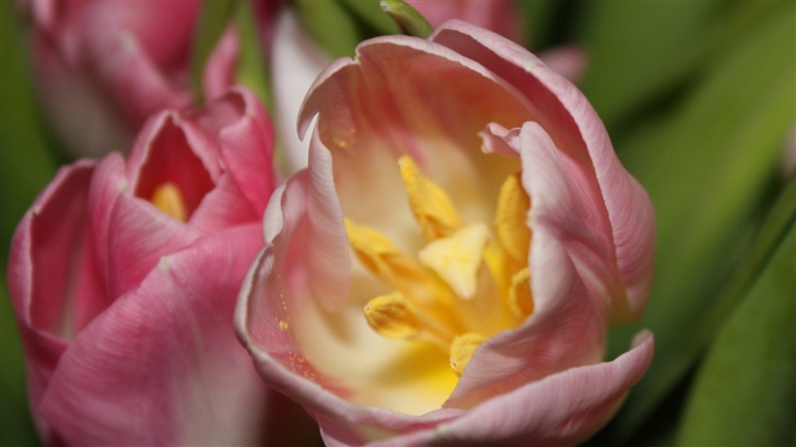 Pink tulips Mac Wallpaper