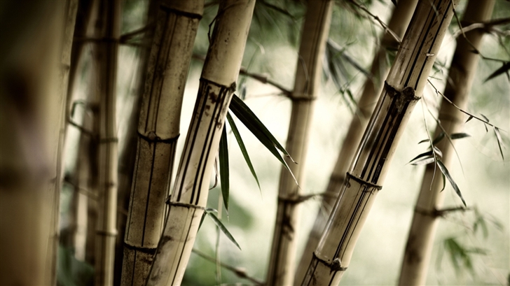  The bamboo Mac Wallpaper