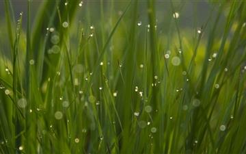 The grass with dew All Mac wallpaper