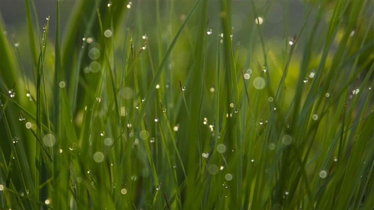 The grass with dew Mac Wallpaper