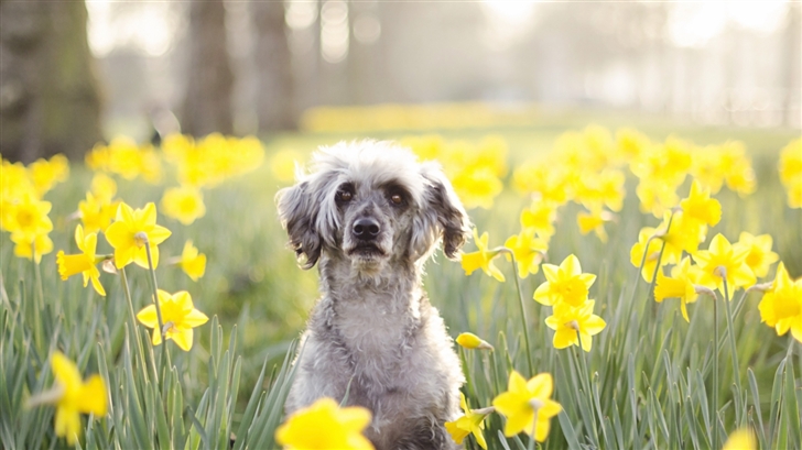A dog in flowers tune Mac Wallpaper