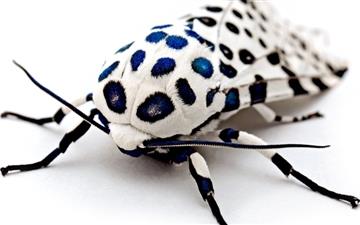 Speckled moths MacBook Air wallpaper