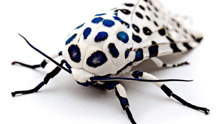 Speckled moths Mac Wallpaper