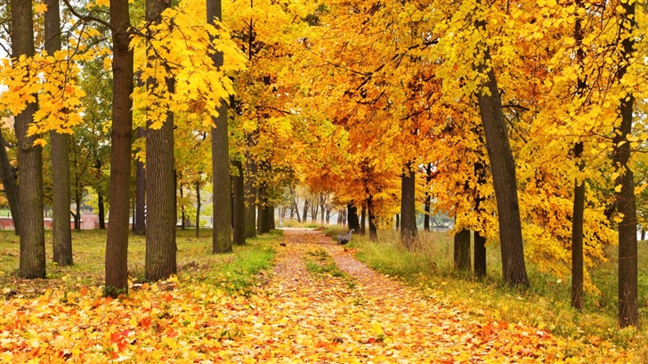  The golden autumn Mac Wallpaper