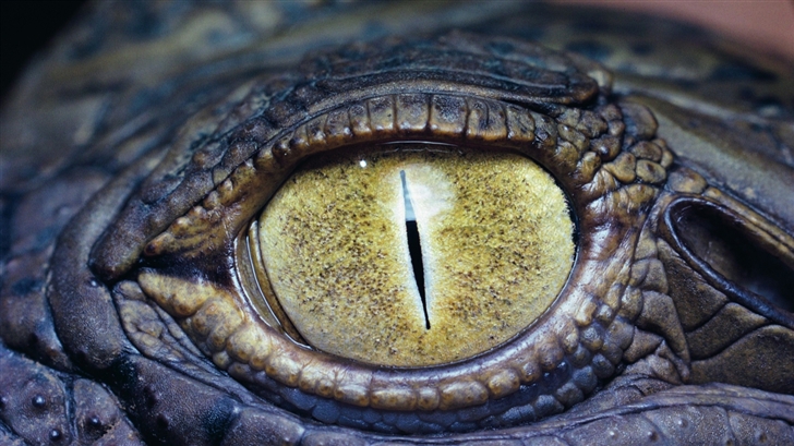 The eye of the crocodile Mac Wallpaper