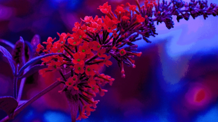 Some red flowers Mac Wallpaper