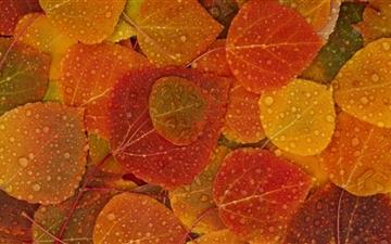 Leaves Of Autumn All Mac wallpaper