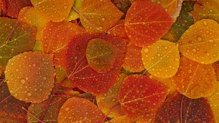  Leaves Of Autumn Mac Wallpaper