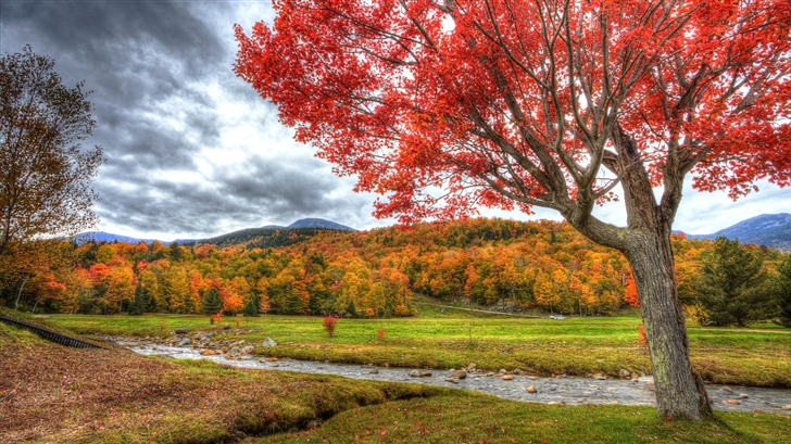 Colorful fall foliage Mac Wallpaper