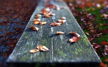 Leaves On The Bench All Mac wallpaper