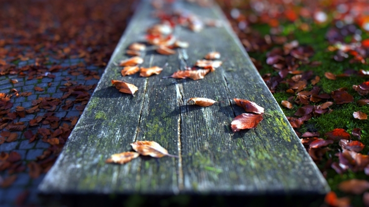 Leaves On The Bench Mac Wallpaper