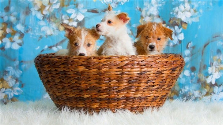 Cute dogs Mac Wallpaper