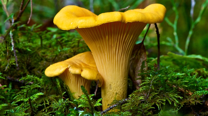 Wild mushrooms Mac Wallpaper