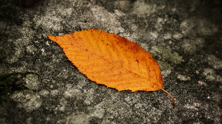 The autumn leaves Mac Wallpaper