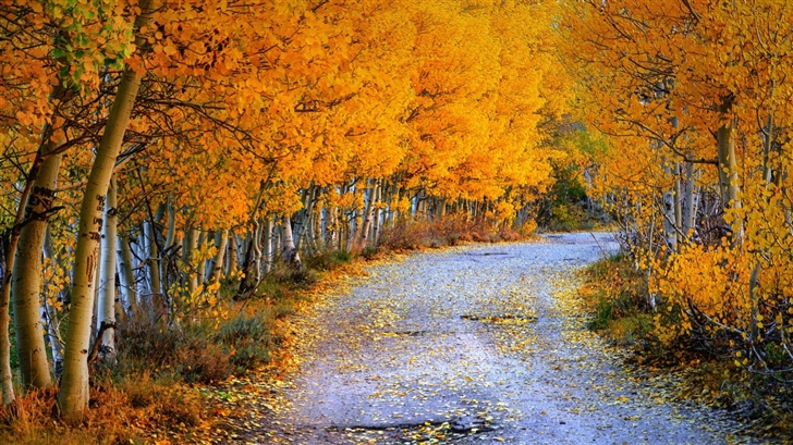  Golden autumn Mac Wallpaper