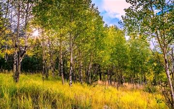 The White Birch Forest All Mac wallpaper