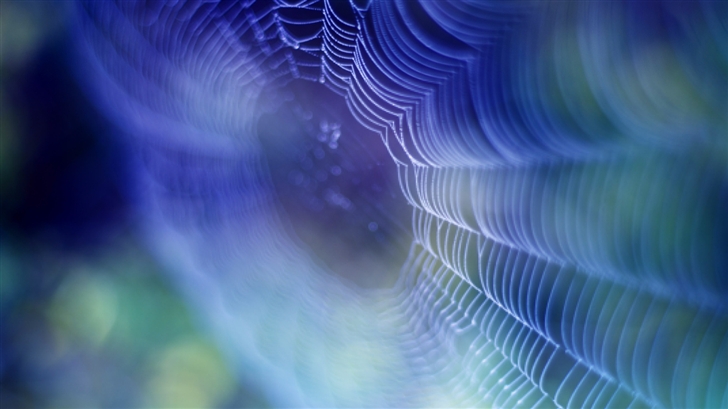  Spider web Mac Wallpaper