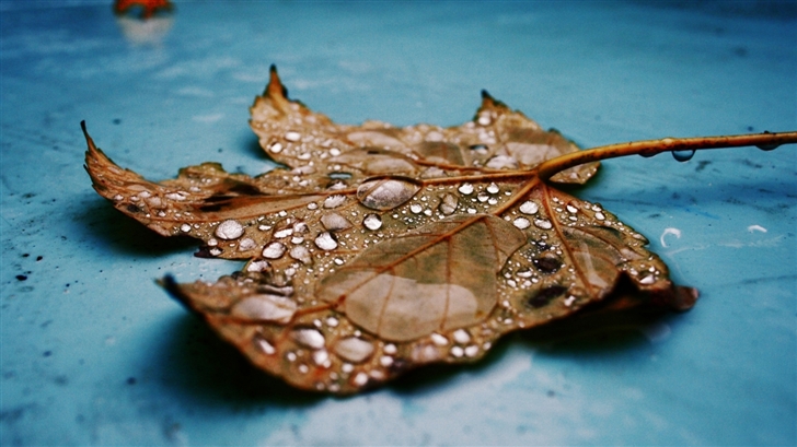 Wet Maple Leaf Close-up Mac Wallpaper
