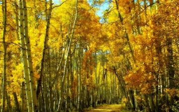The White Birch Forest All Mac wallpaper