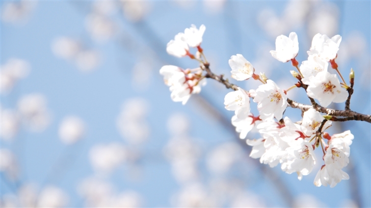 Cherry Blossom And Blue Sky Mac Wallpaper